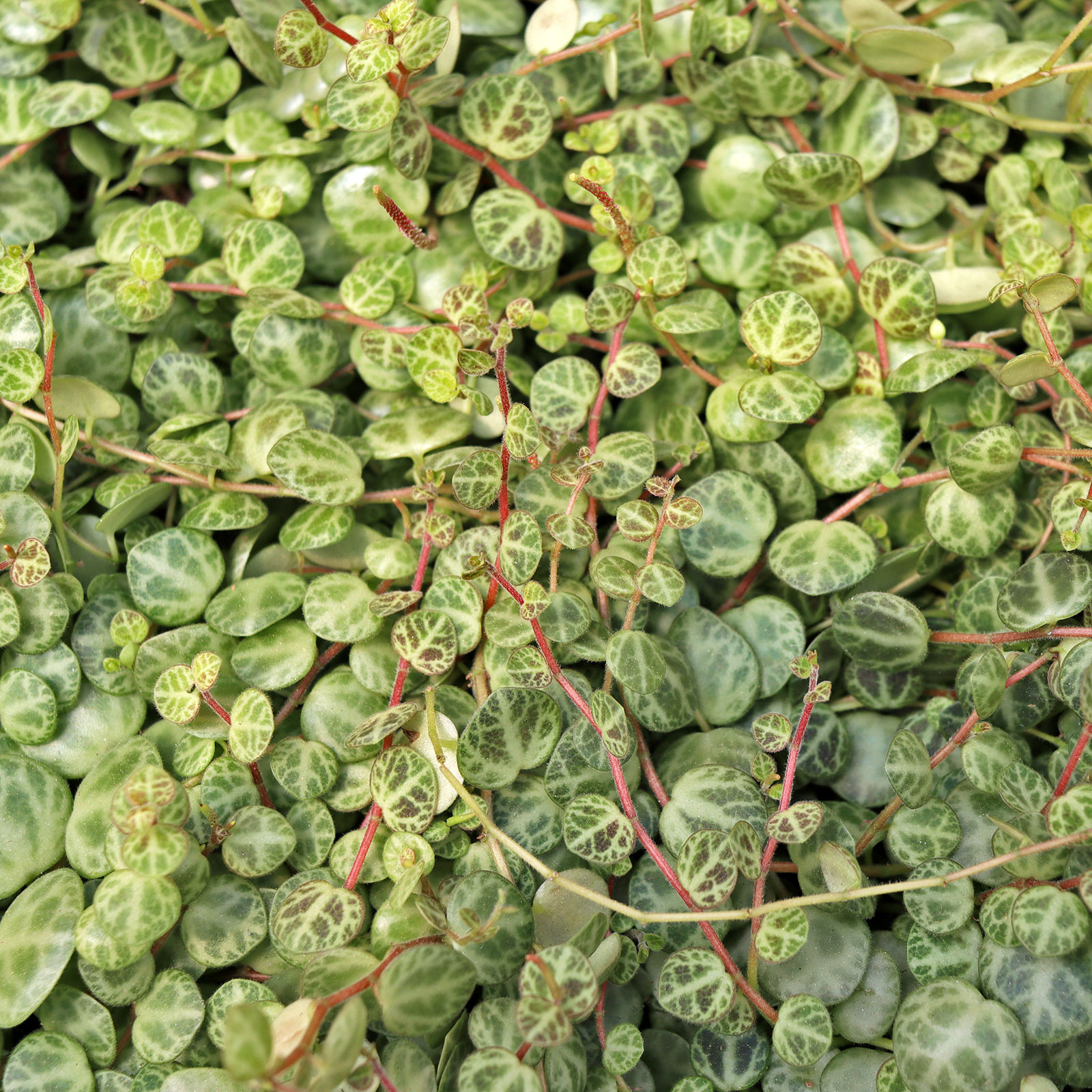 Peperomia prostrata - String of Turtles [large] Questions & Answers