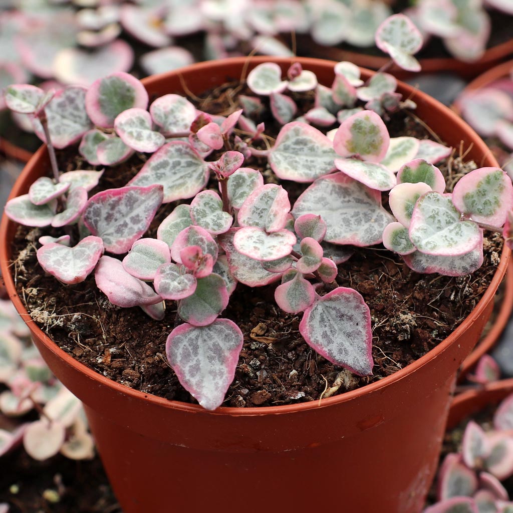 So this variegated string of hearts comes potted in coir, not a succulent mix?