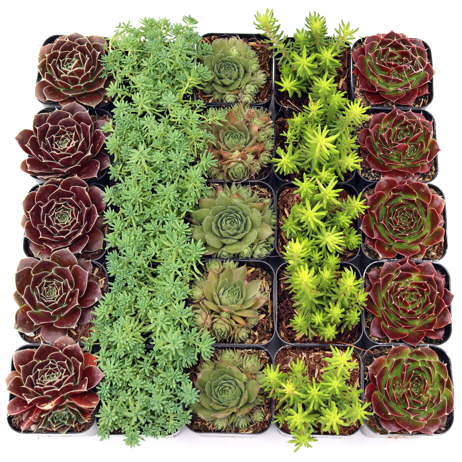 MCG Hardy Outdoors™ 25 Bulk Succulents - 5 Types w/ ID - 2in Pots Questions & Answers