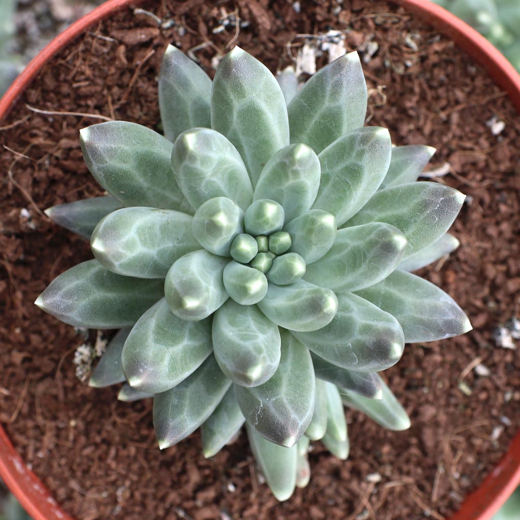 Pachyphytum compactum - Little Jewel [limited] [large] Questions & Answers