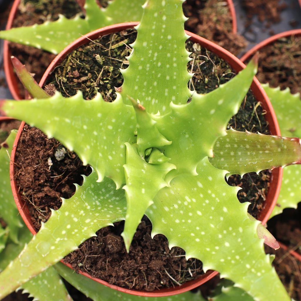 Is the aloe dorothea (sunset aloe) will turn into red color?
