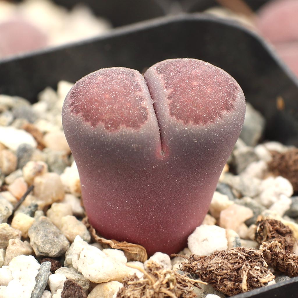 Lithops salicola 'Bacchus' - Living Stones [small] [limited] Questions & Answers