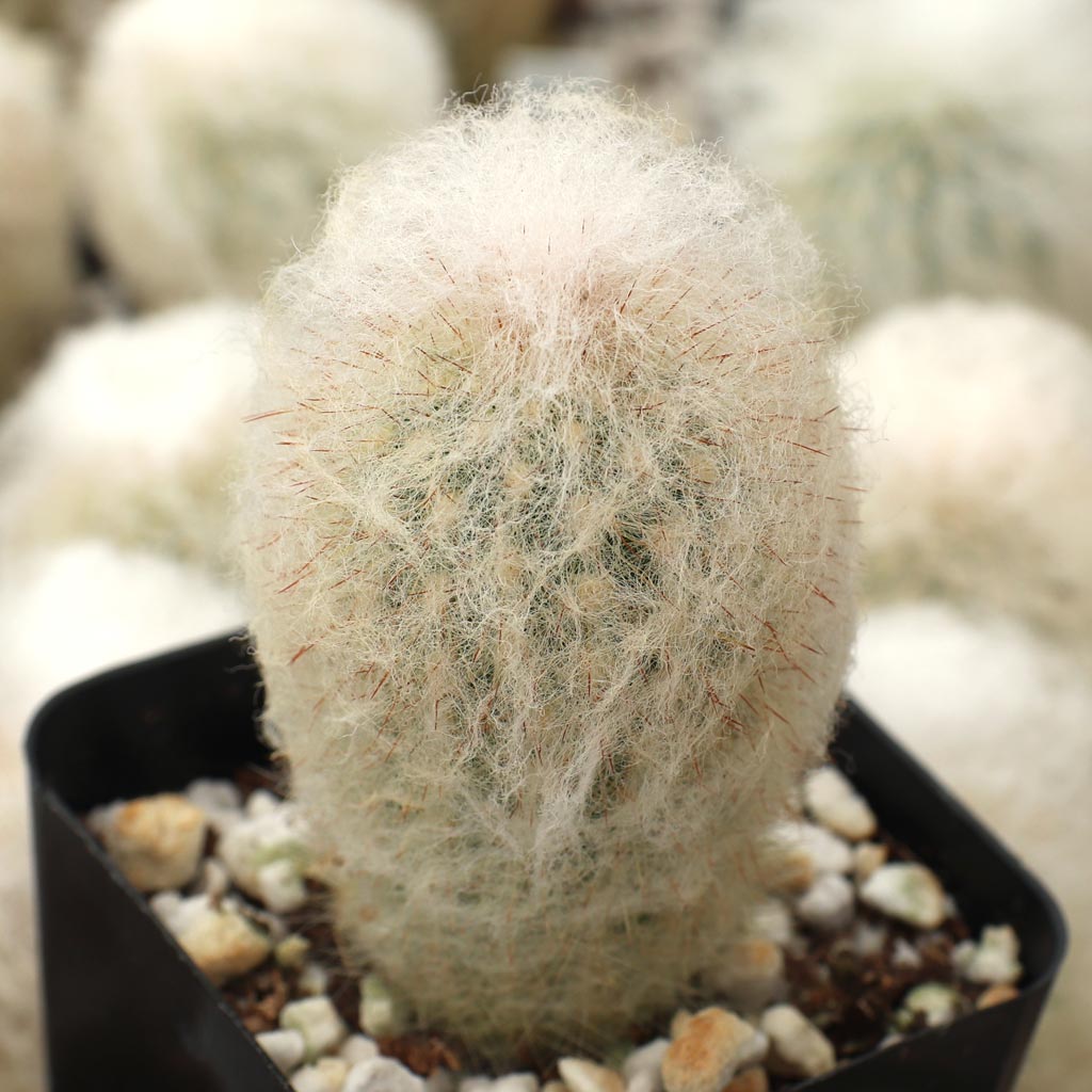 Espostoa melanostele - Peruvian Old Lady Cactus Questions & Answers