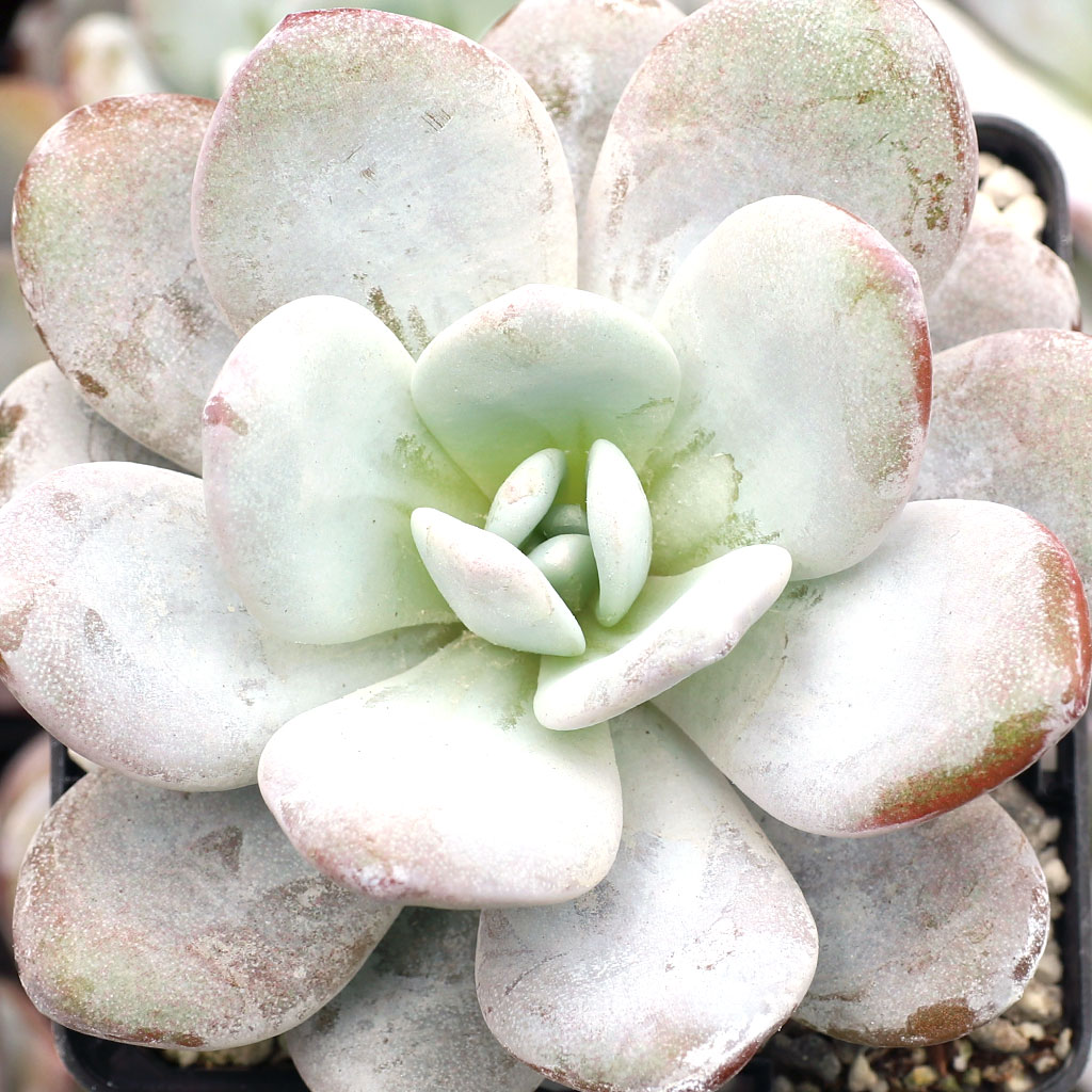 Echeveria laui [large] [limited] Questions & Answers
