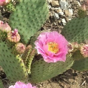 Opuntia 'Pink Frost' Questions & Answers