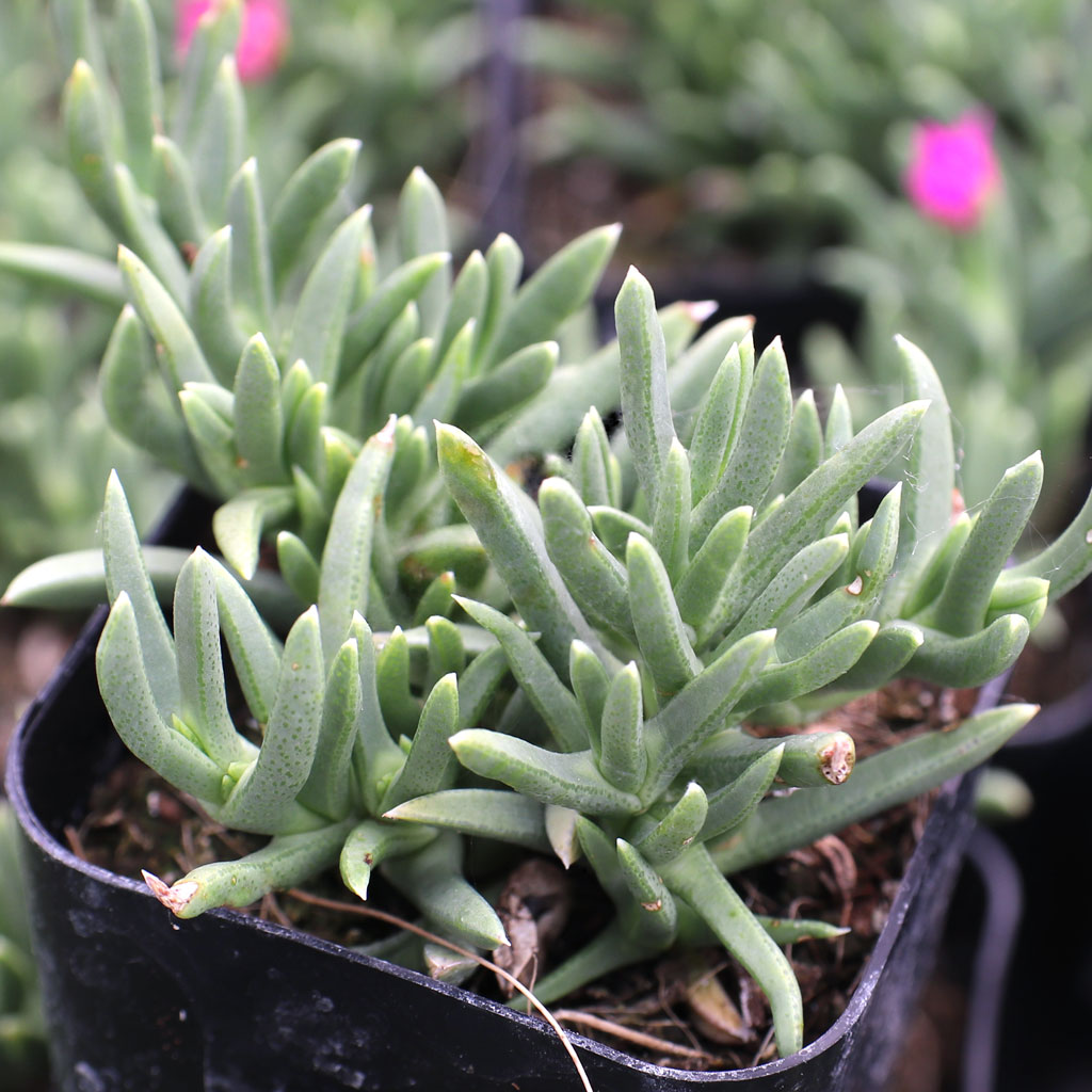 Ruschia pulvinaris - Shrubby Ice Plant Questions & Answers