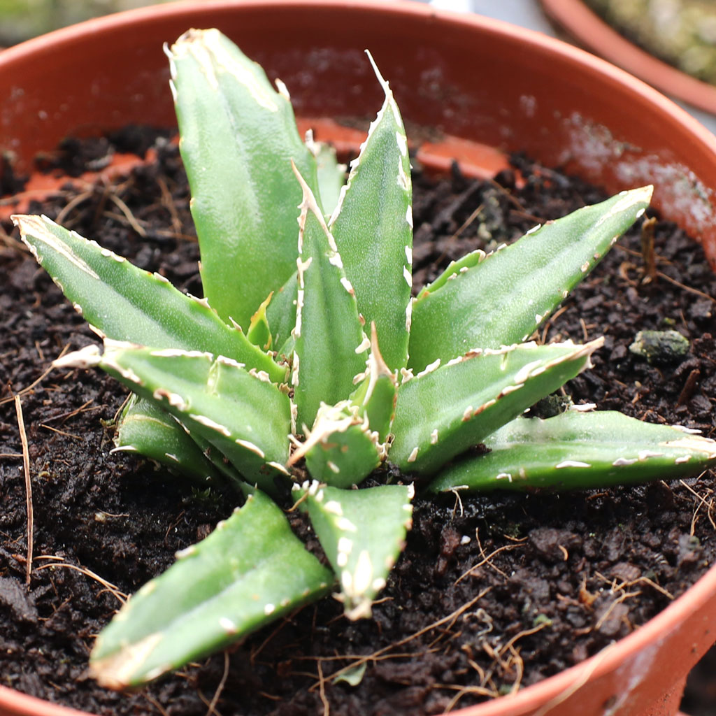 Agave victoriae-reginae - Queen Victoria Agave [large] [limited] Questions & Answers
