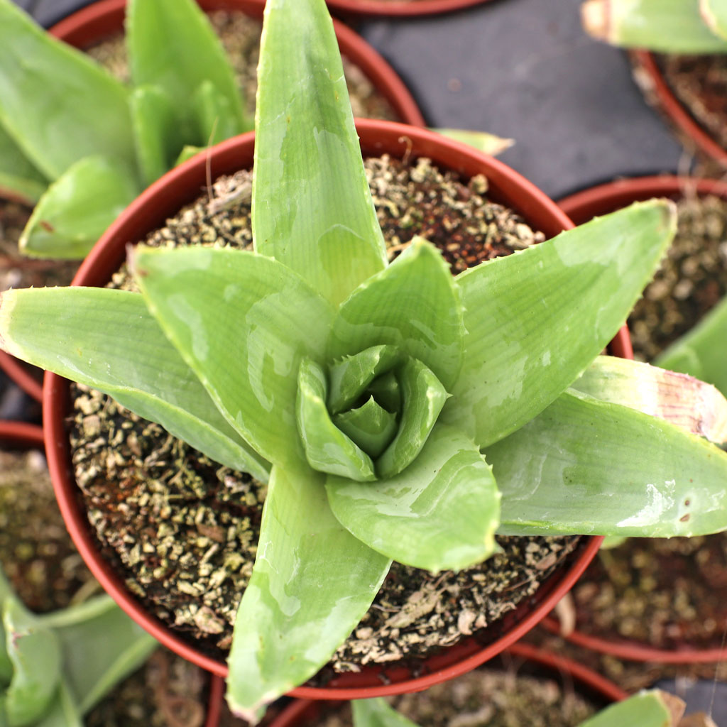 Aloe polyphylla - Spiral Aloe [large] [limited] Questions & Answers