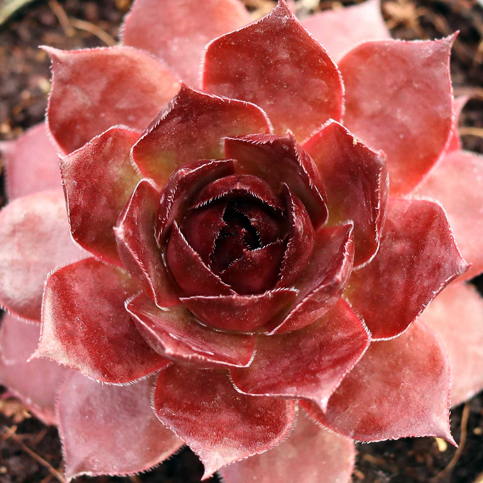 Sempervivum 'Red Zinger' [exclusive] Questions & Answers