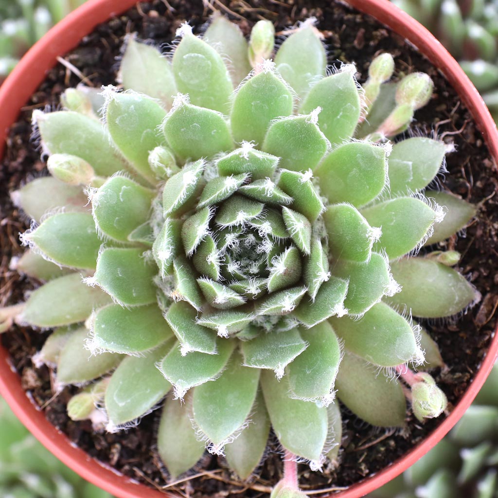propagate hens and chicks