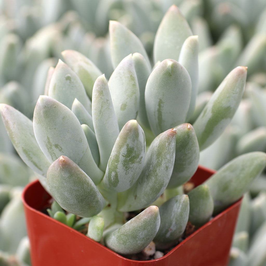 Pachyphytum 'Moon Silver' Questions & Answers