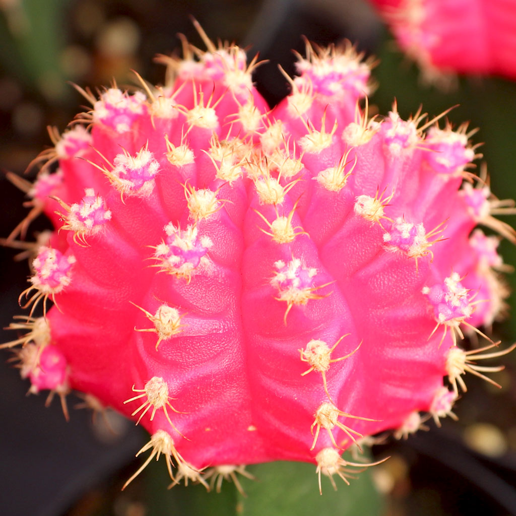 Gymnocalycium mihanovichii - Grafted Moon Cactus [pink] Questions & Answers