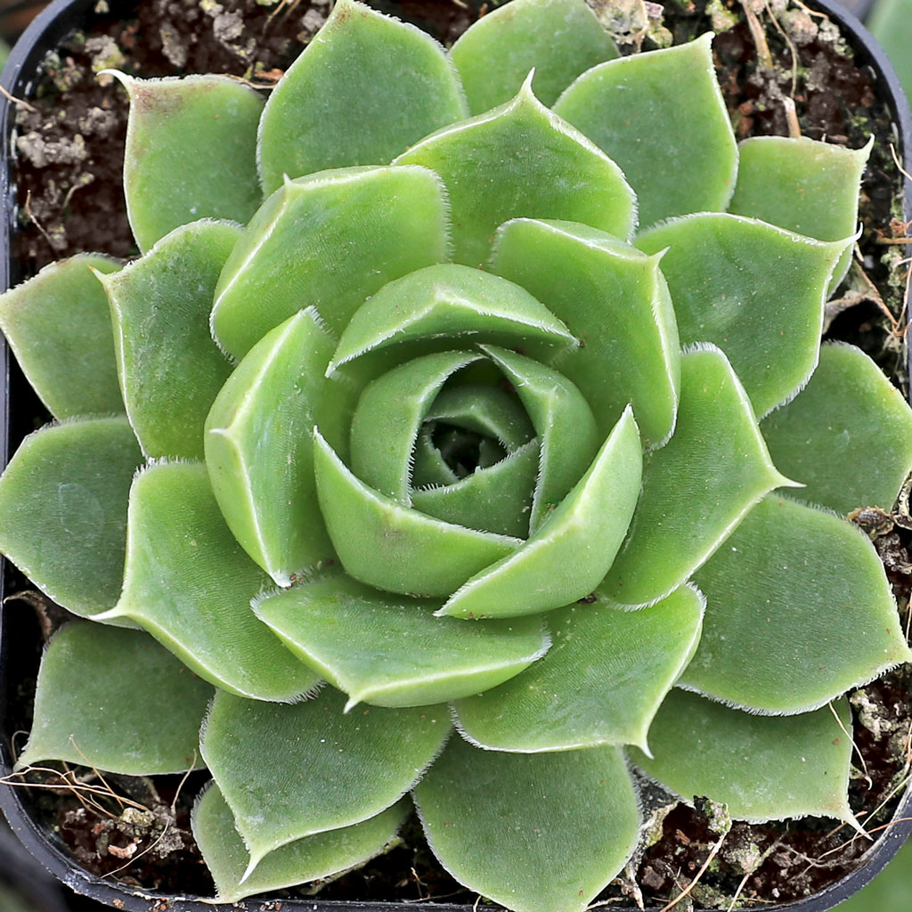 Sempervivum heuffelii 'Mary Ann' [exclusive] Questions & Answers