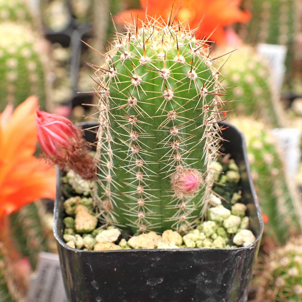 How long do the blossoms stay opened on the torch cactus?