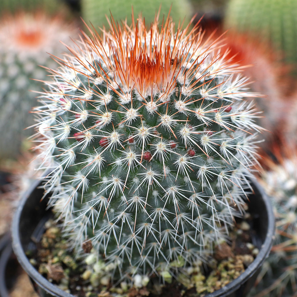 Mammillaria spinosissima - Red-Headed Irishman [large] Questions & Answers