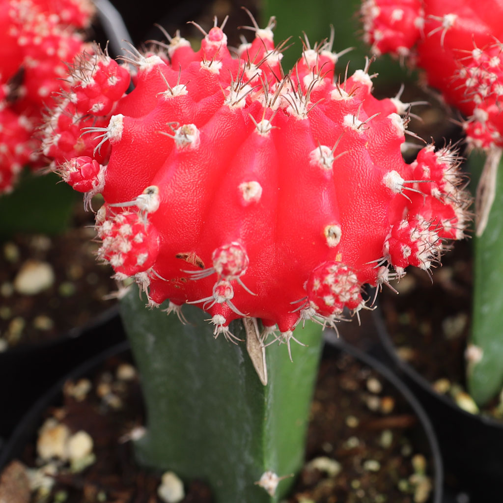 Gymnocalycium mihanovichii - Grafted Moon Cactus [red] Questions & Answers