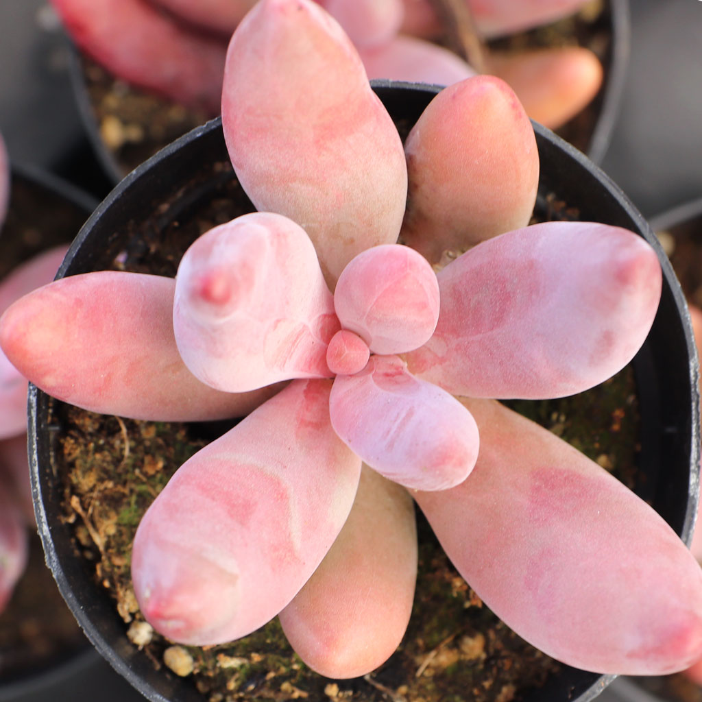 why are some Pachysedum so pink and others very green?  Do they change colors? Can I request only very pink ones?