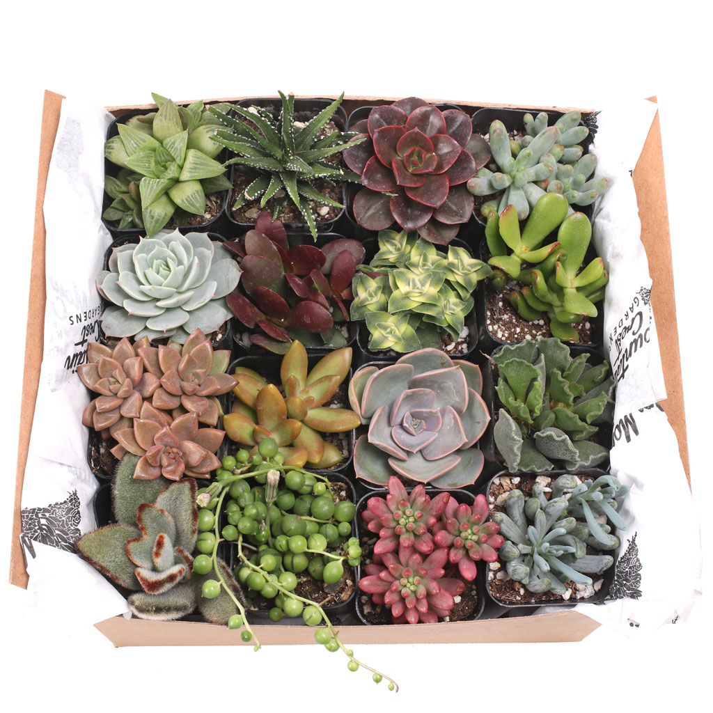 Are the plants shown in the sampler picture are exactly what i will receive?