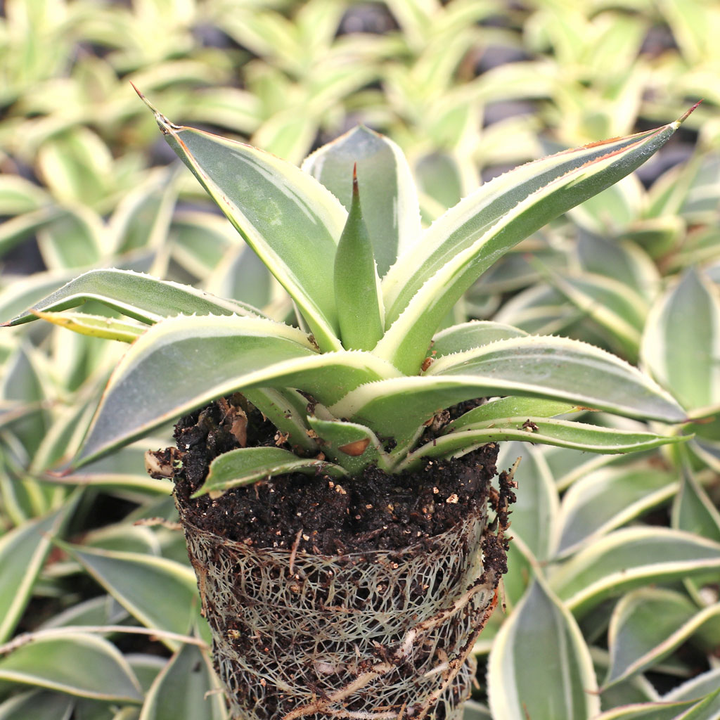 Agave 'Snow Glow' [plug] Questions & Answers