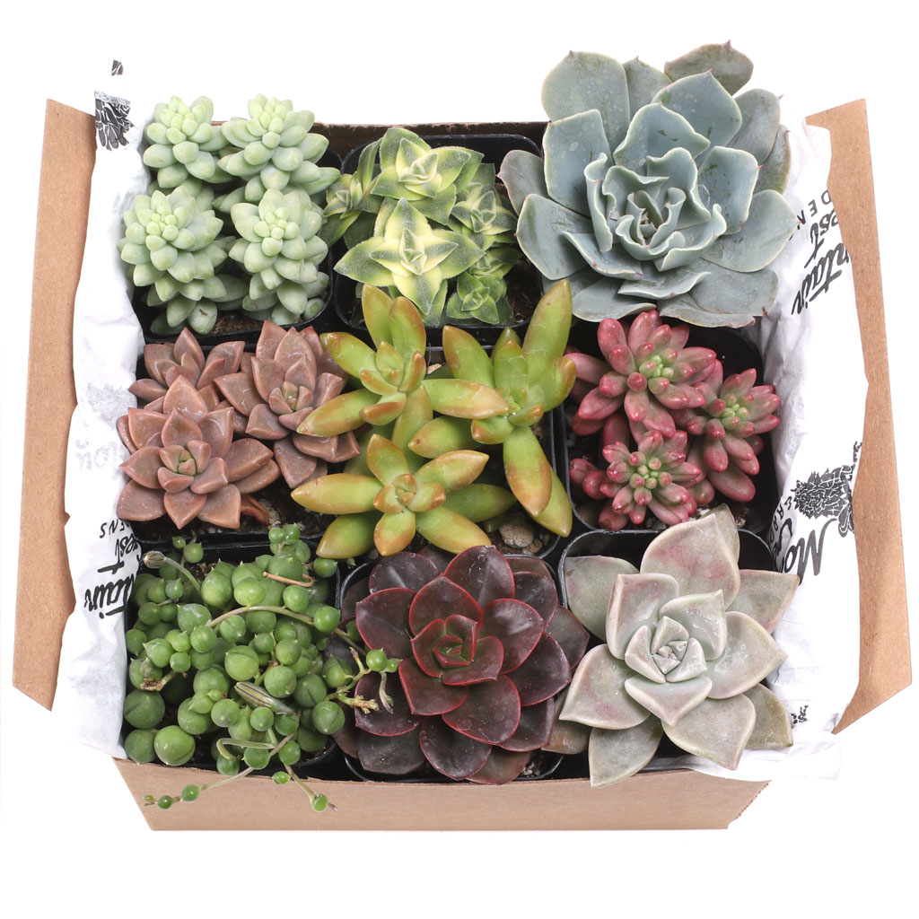 Succulent Sampler Gift Box - Nine Unique Types - 2in Pots w/ ID Questions & Answers