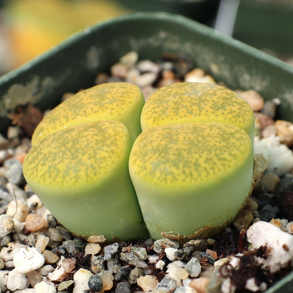 Lithops lesliei 'Albinica' Questions & Answers