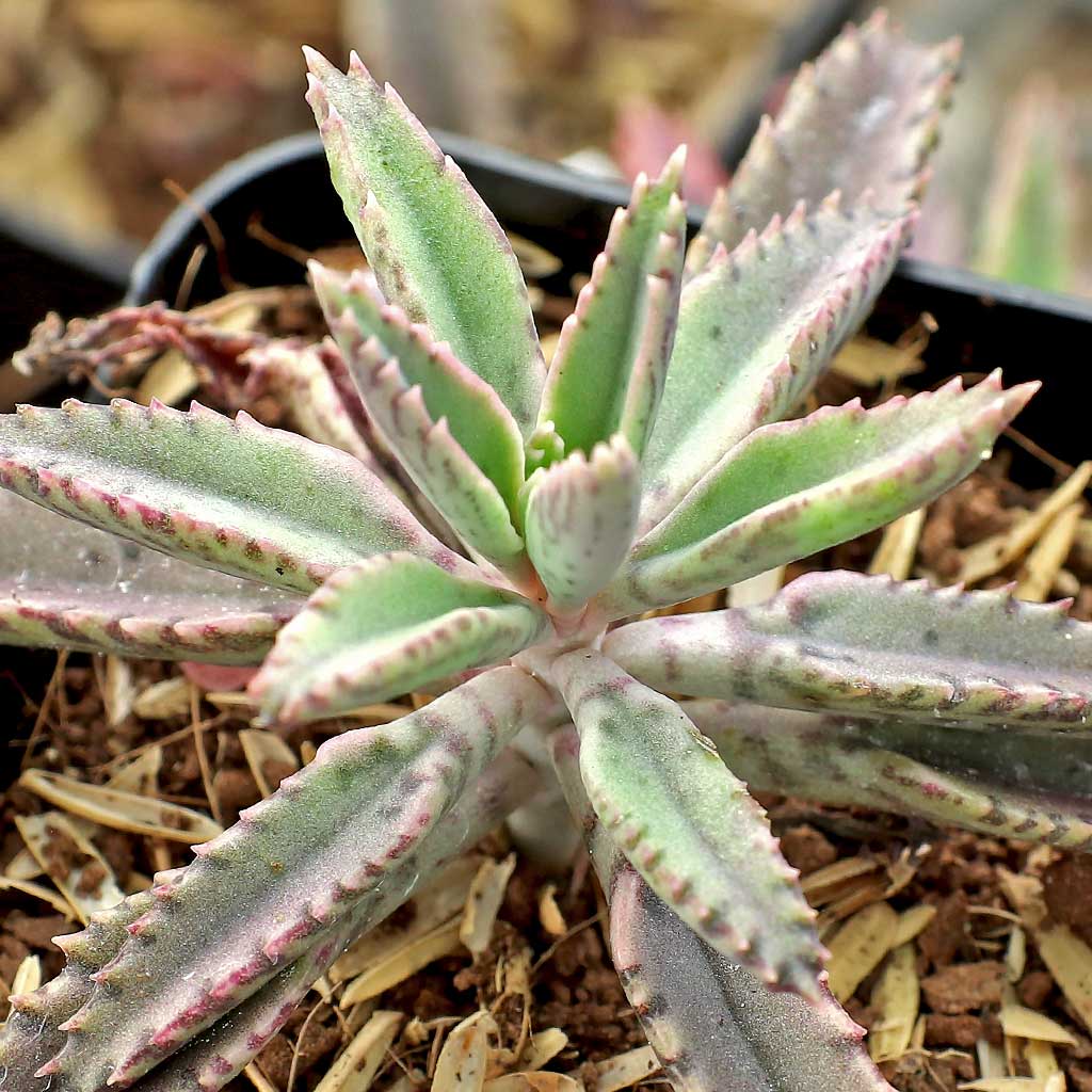 Kalanchoe 'Pink Butterflies' [winter colors] [limited] Questions & Answers