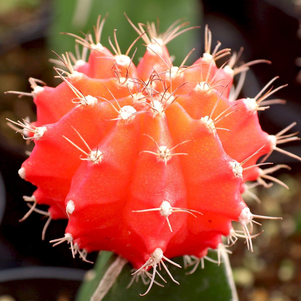 How big of a planter does one of these gymnocalycium mihanovochii need?