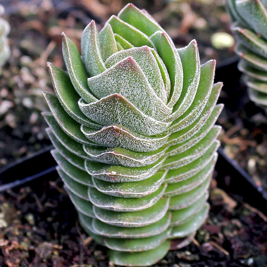Crassula 'Buddha's Temple' [limited] Questions & Answers