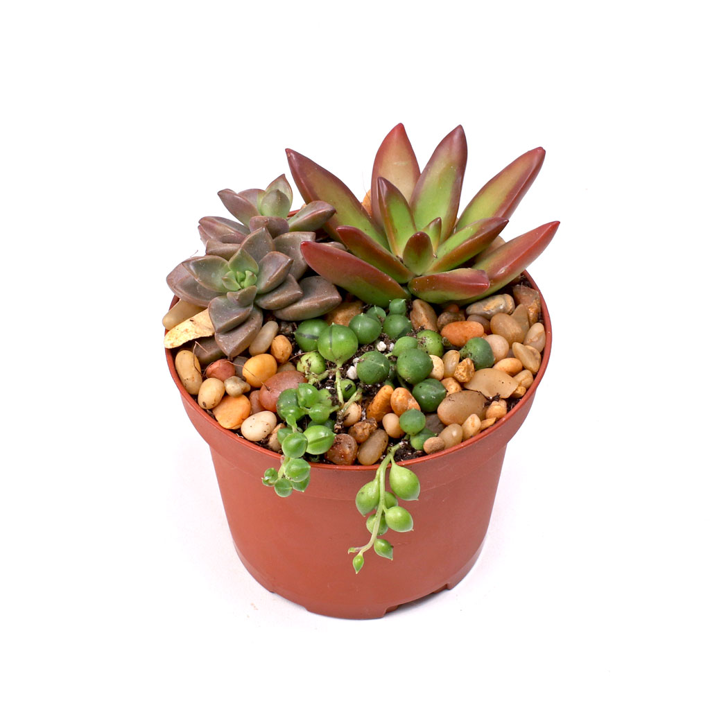 3.5" x 2.7" Plastic Terracotta Pot w/ Drainage Hole (Pack) Questions & Answers