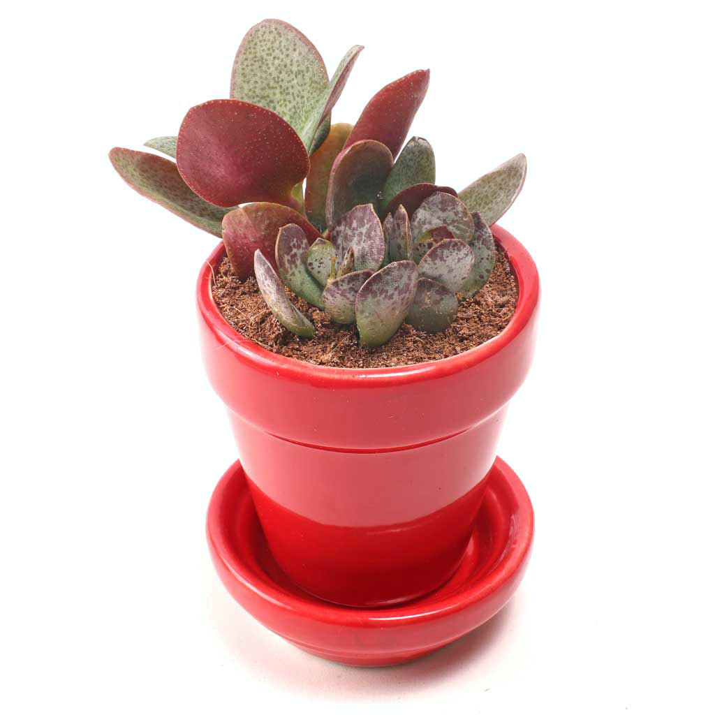How do I order 5 multi colored pots?