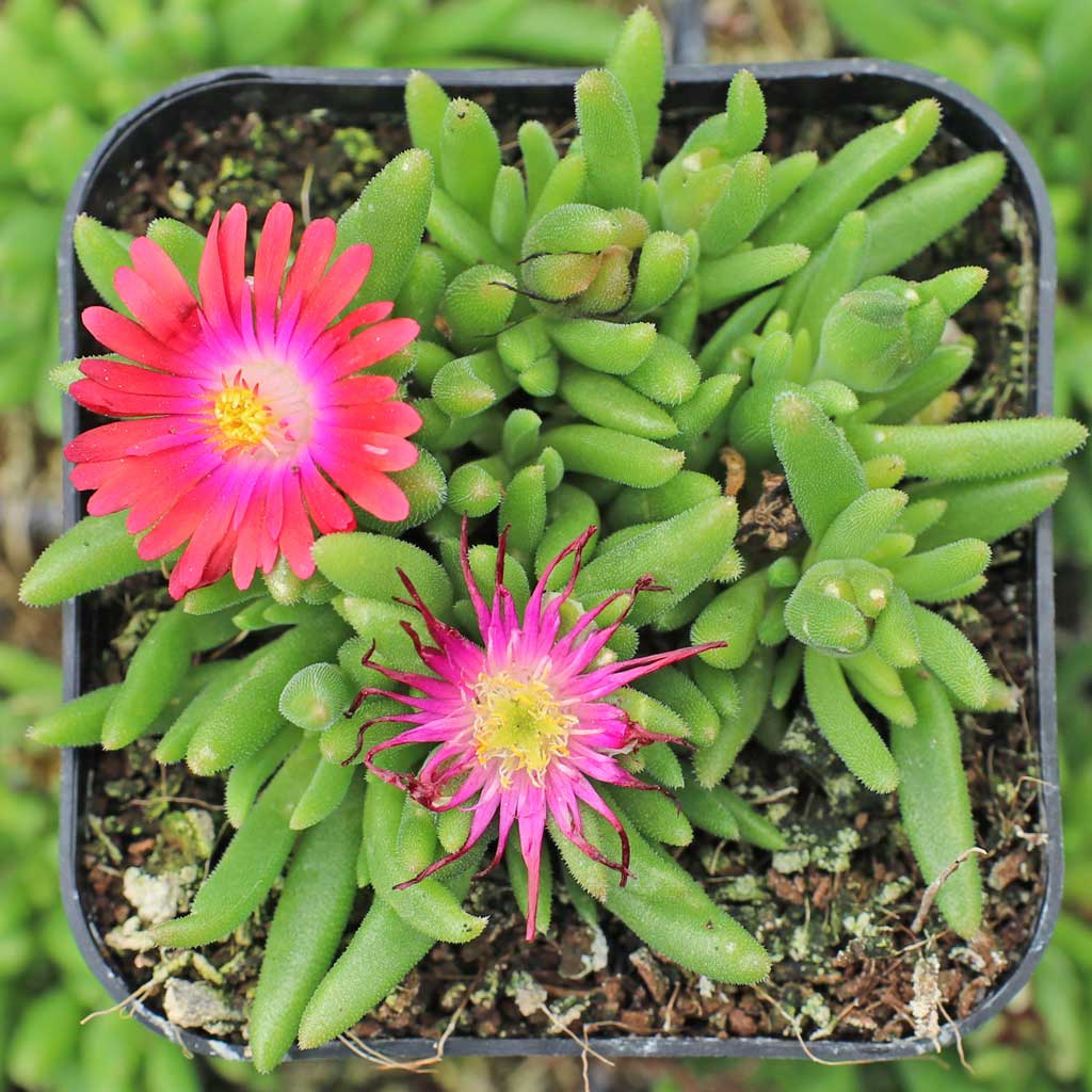 How many Delosperma Jewel of Desert 'Pink Ribbon' plants do I need to quickly create a 16 square foot ground cover?