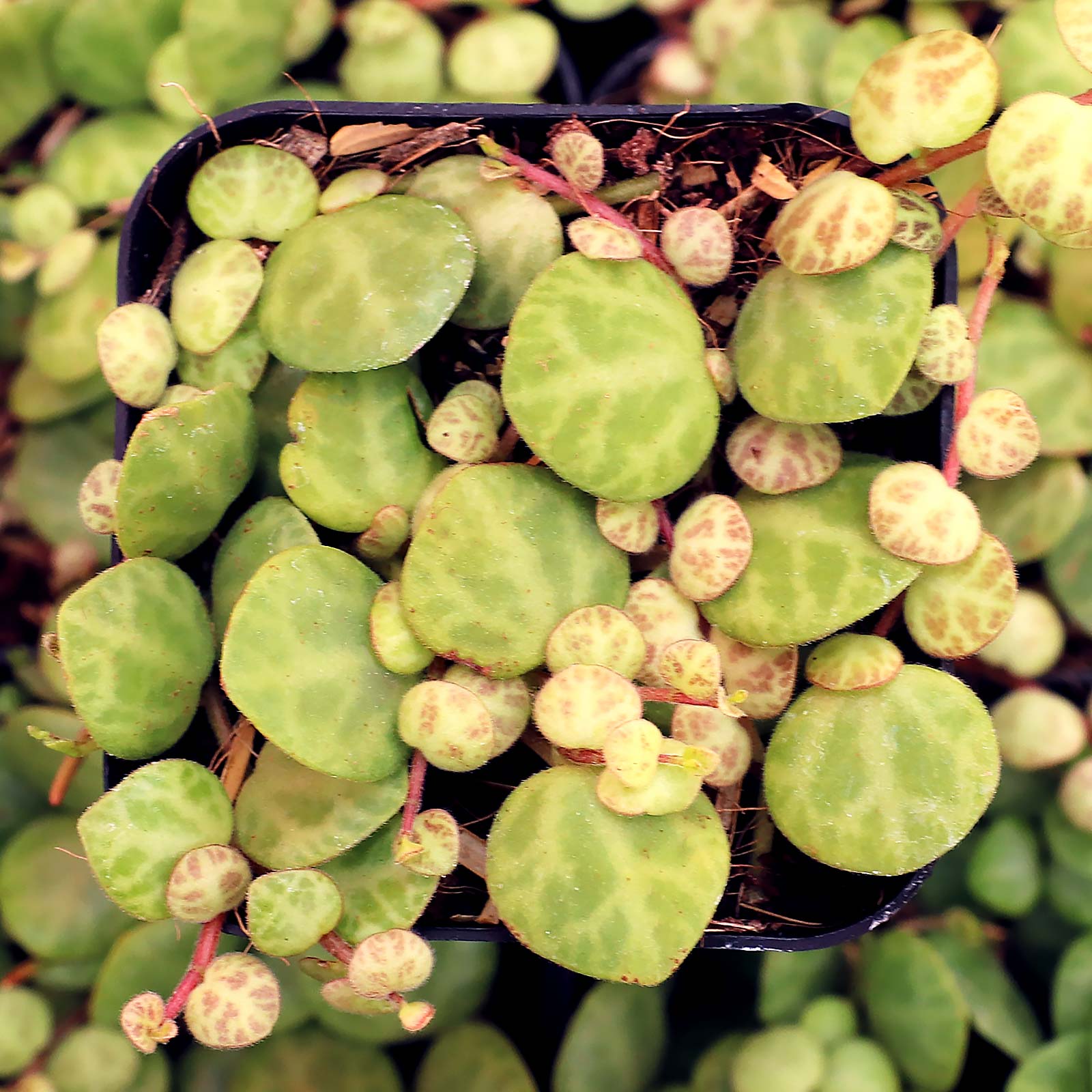 Peperomia prostrata - String of Turtles Questions & Answers
