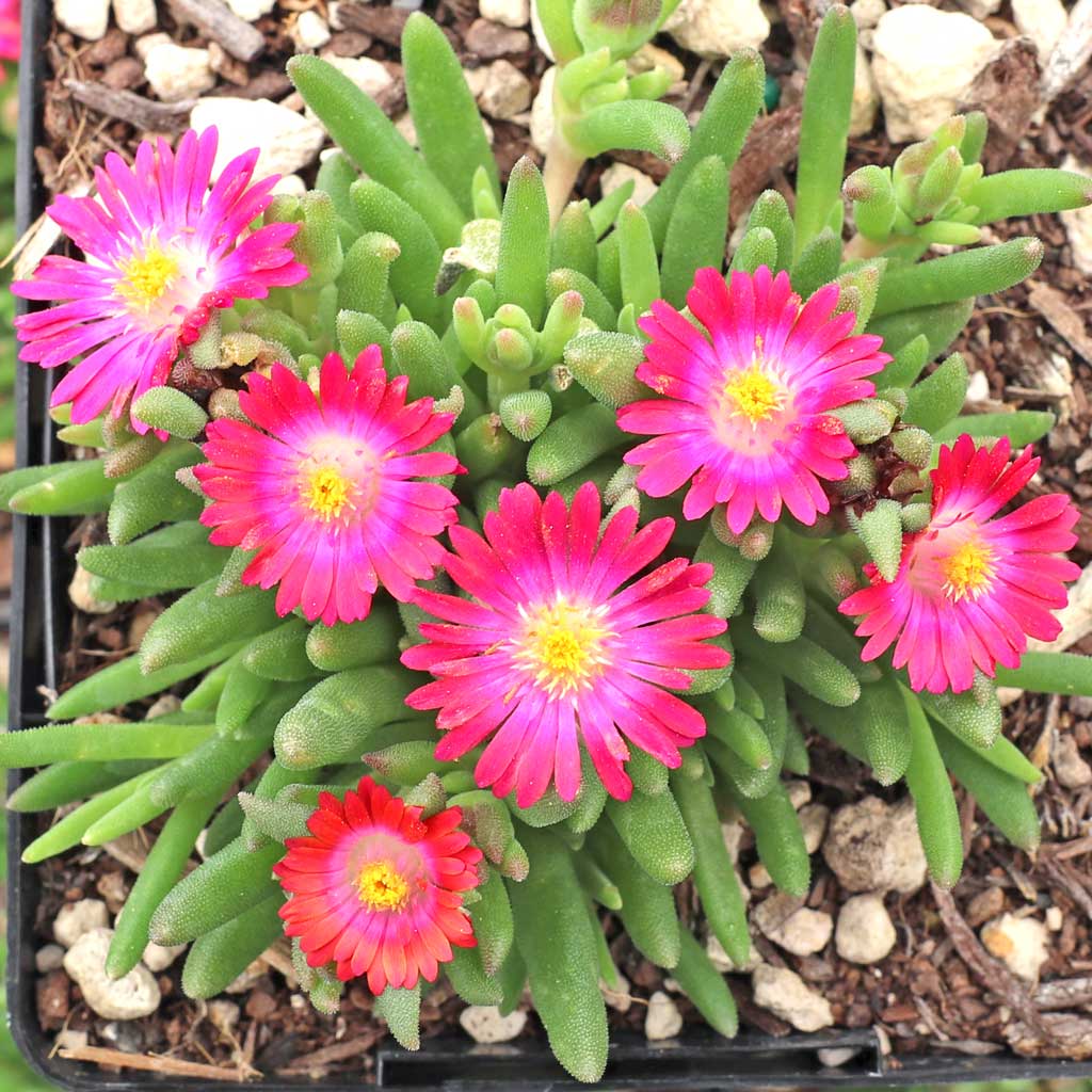 Can Delosperma Jewel of Desert 'Amethyst' withstand snowcover?