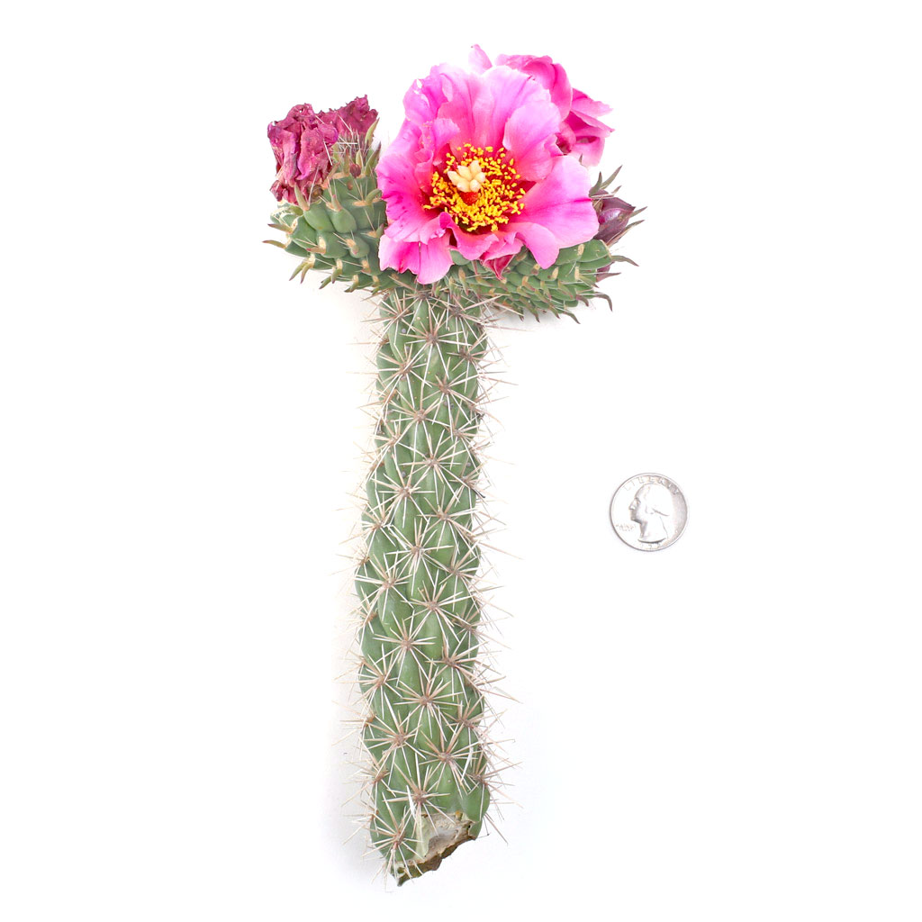 where do you plant a cane cholla and how often to water