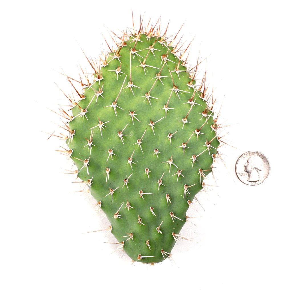 Opuntia polyacantha var. erinacea pink [unrooted] Questions & Answers