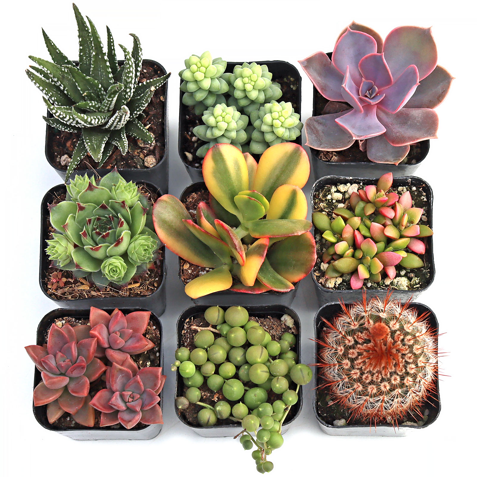 MCG Everything Sampler™ Succulent Set of 9 - 2in Pots w/ ID Questions & Answers