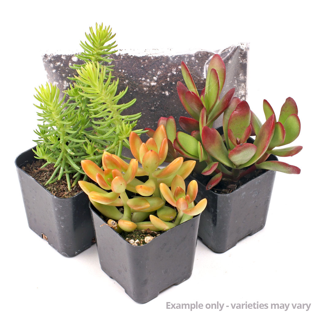 MCG Succulent Trifecta™ 3 Plant Arrangement Kit - Playing with Fire Questions & Answers