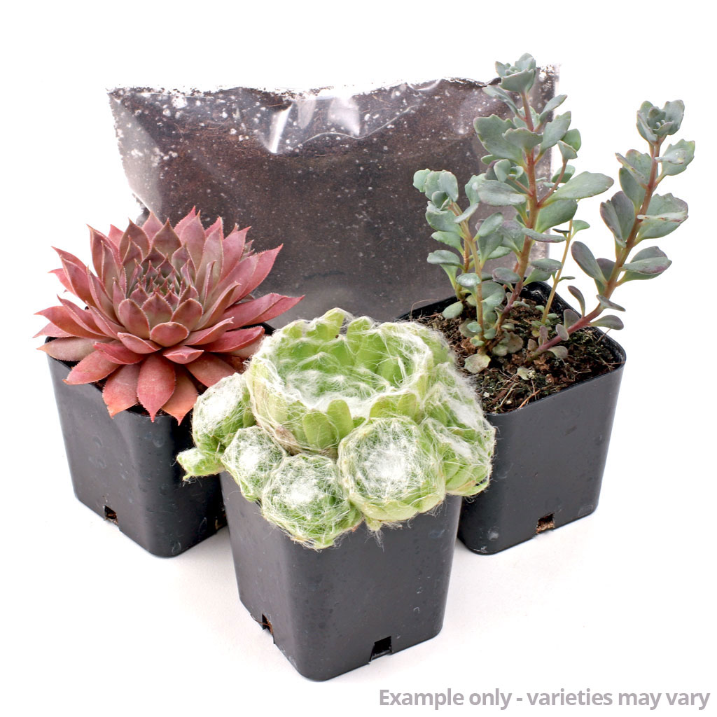 MCG Succulent Trifecta™ 3 Plant Arrangement Kit - Strawberry and Ice Questions & Answers
