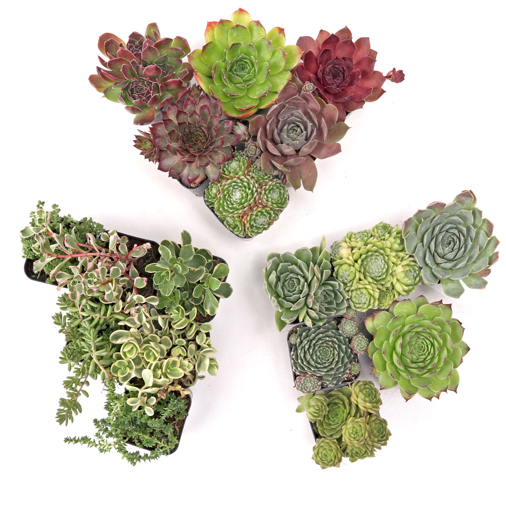 Build-Your-Own Succulent Trifecta™ 3 Plant Arrangement - Cold Hardy Questions & Answers
