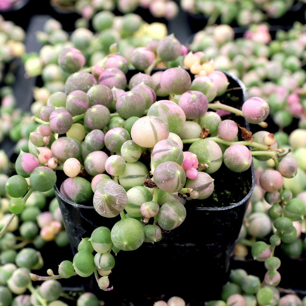 What makes the pearls get pink in color on the variegated string of pearls?