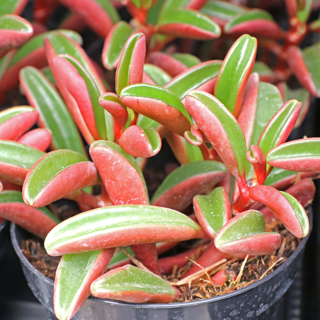 Peperomia graveolens - Ruby Glow [large] [limited] Questions & Answers