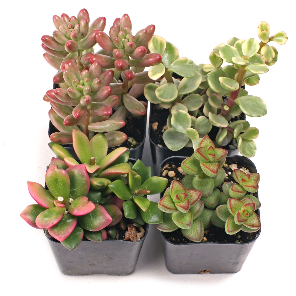 Variegated & Multicolor Succulent Set of 4 Types - 2in Pots w/ ID Questions & Answers