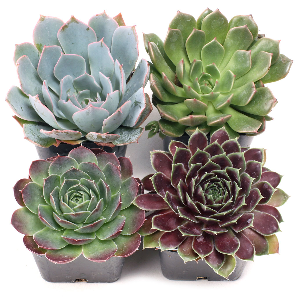 Rosette Succulent Set of 4 Types - 2in Pots w/ ID Questions & Answers