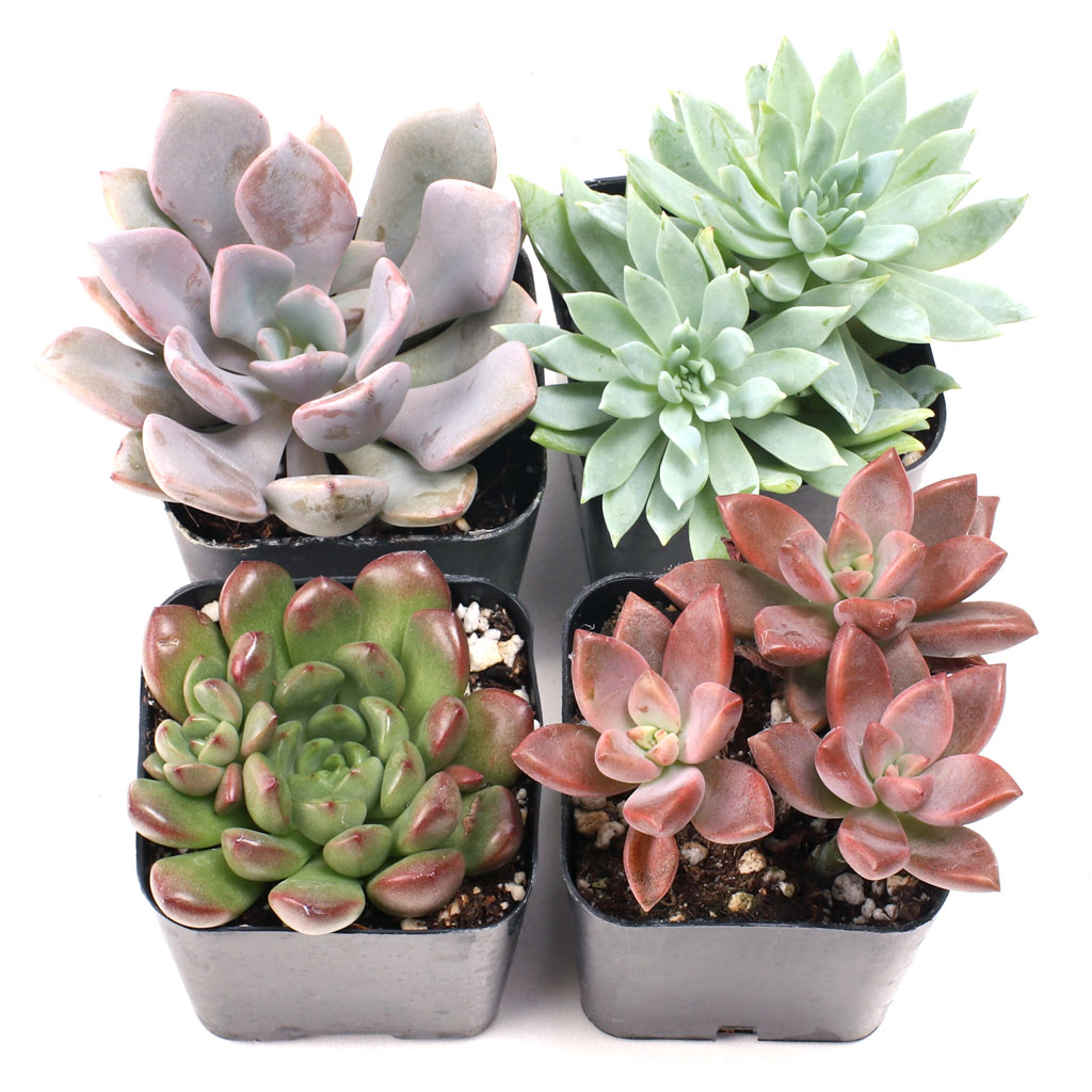 Hybrid Succulent Set of 4 Types - 2in Pots w/ ID Questions & Answers