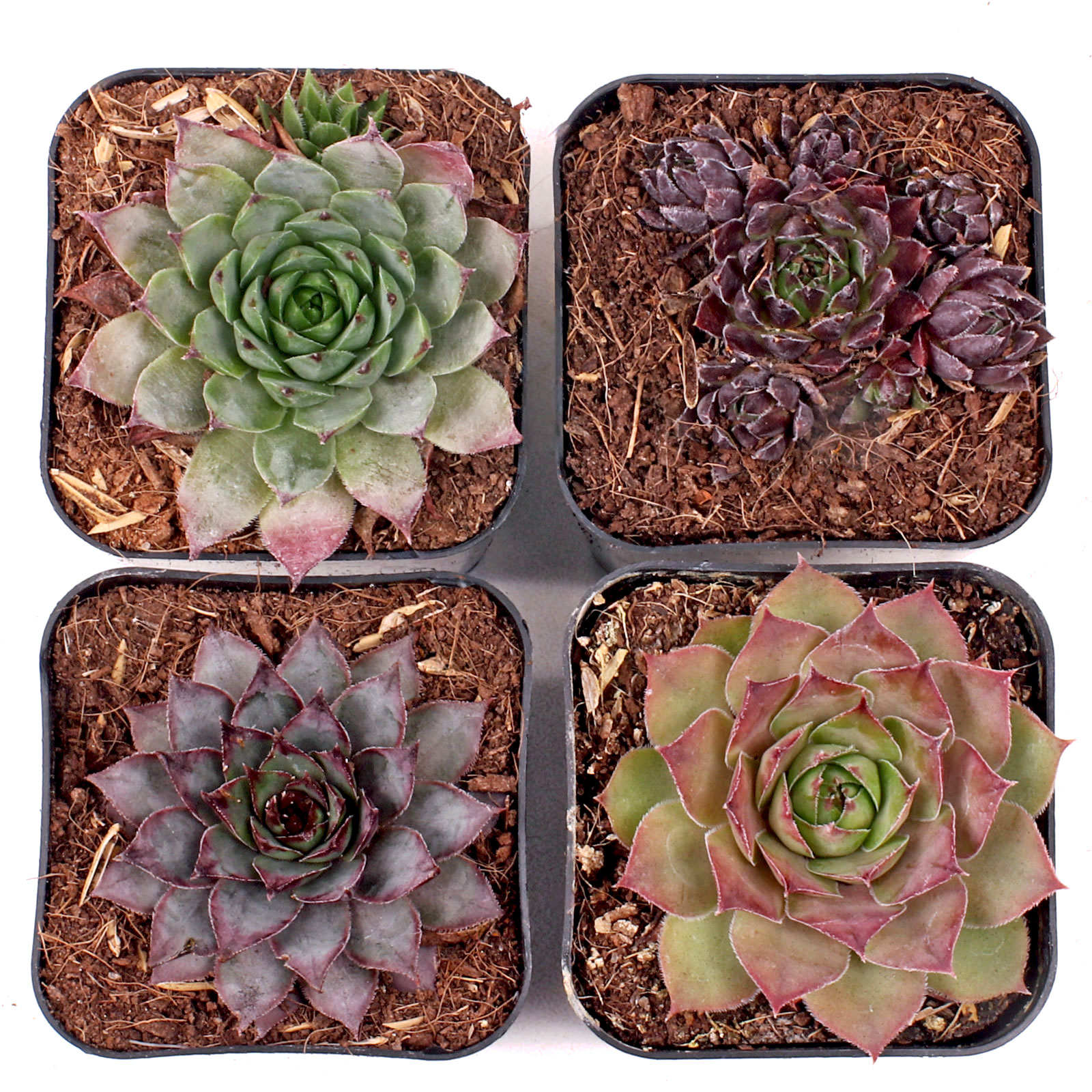 Sempervivum Set of 4 Types - 2in Pots w/ ID Questions & Answers