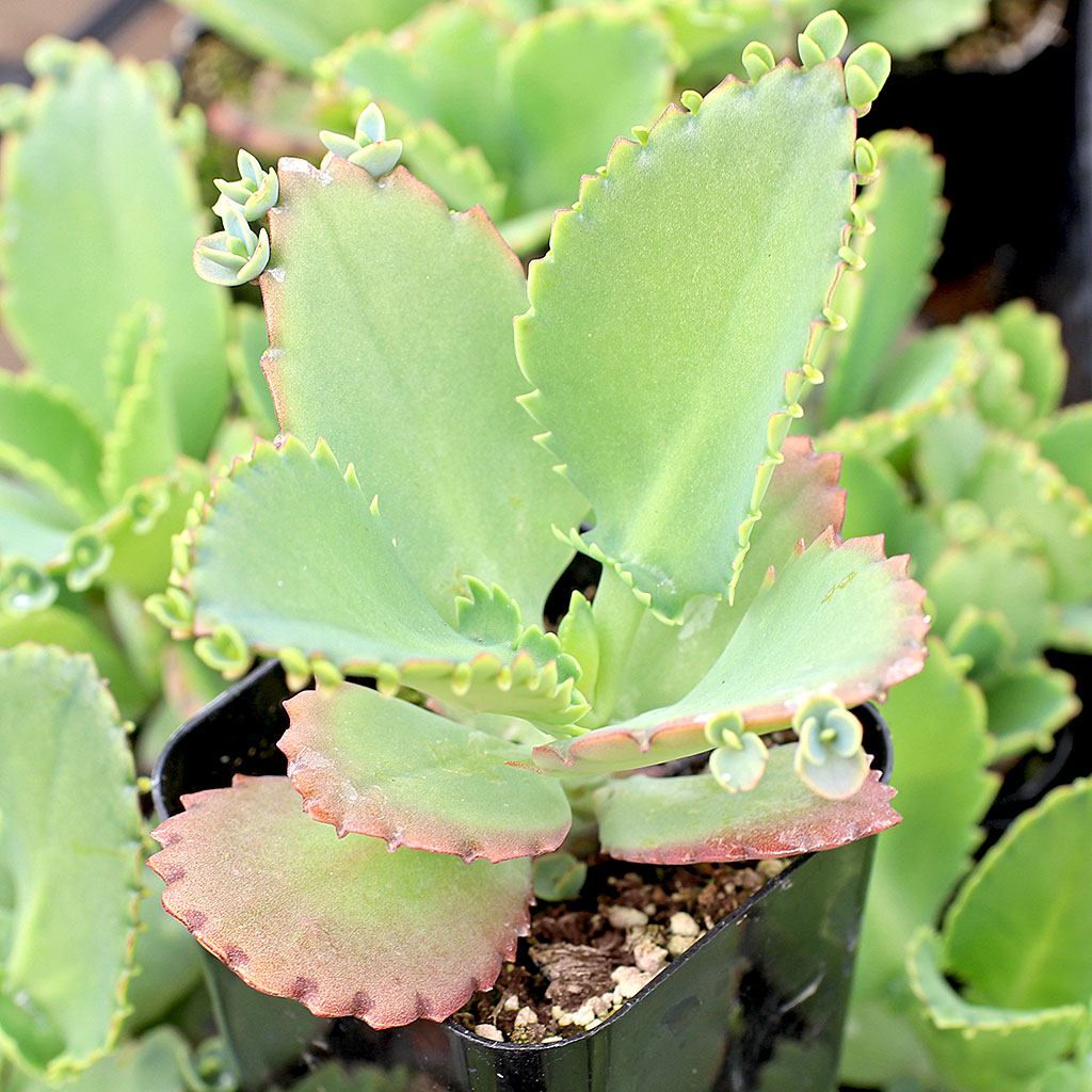 Kalanchoe laetivirens - Mother of Thousands [large] Questions & Answers