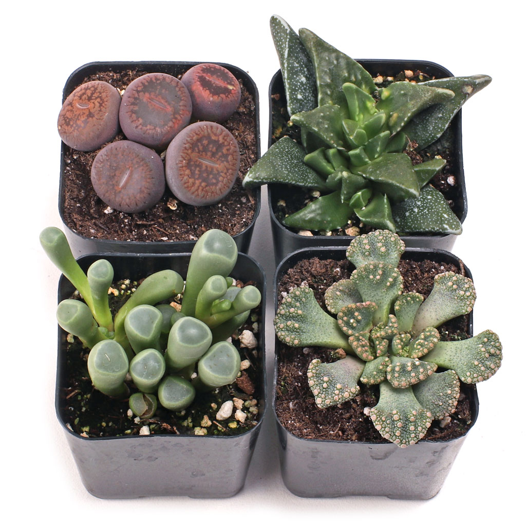 Weird & Wonderful™ Premium Succulent Set of 4 - 2in Pots w/ ID Questions & Answers