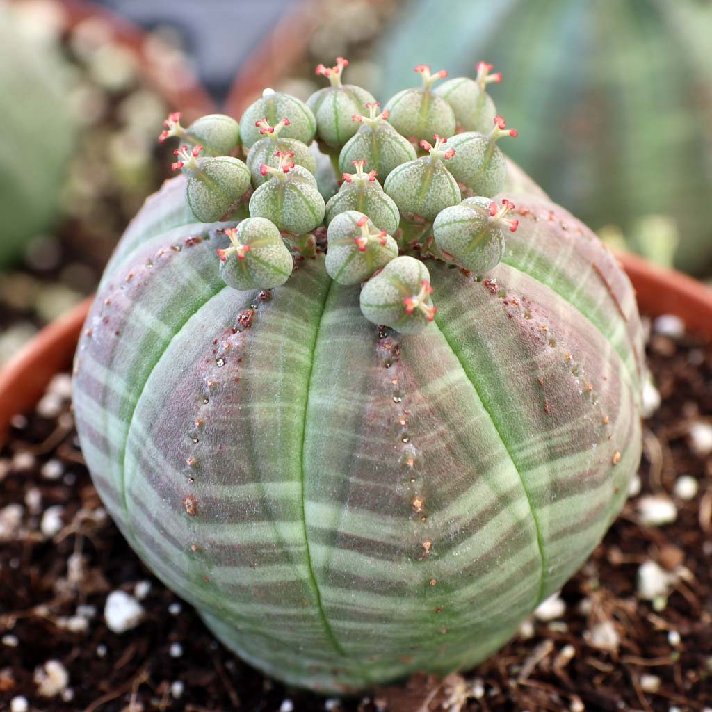 Euphorbia obesa - Baseball Plant Questions & Answers