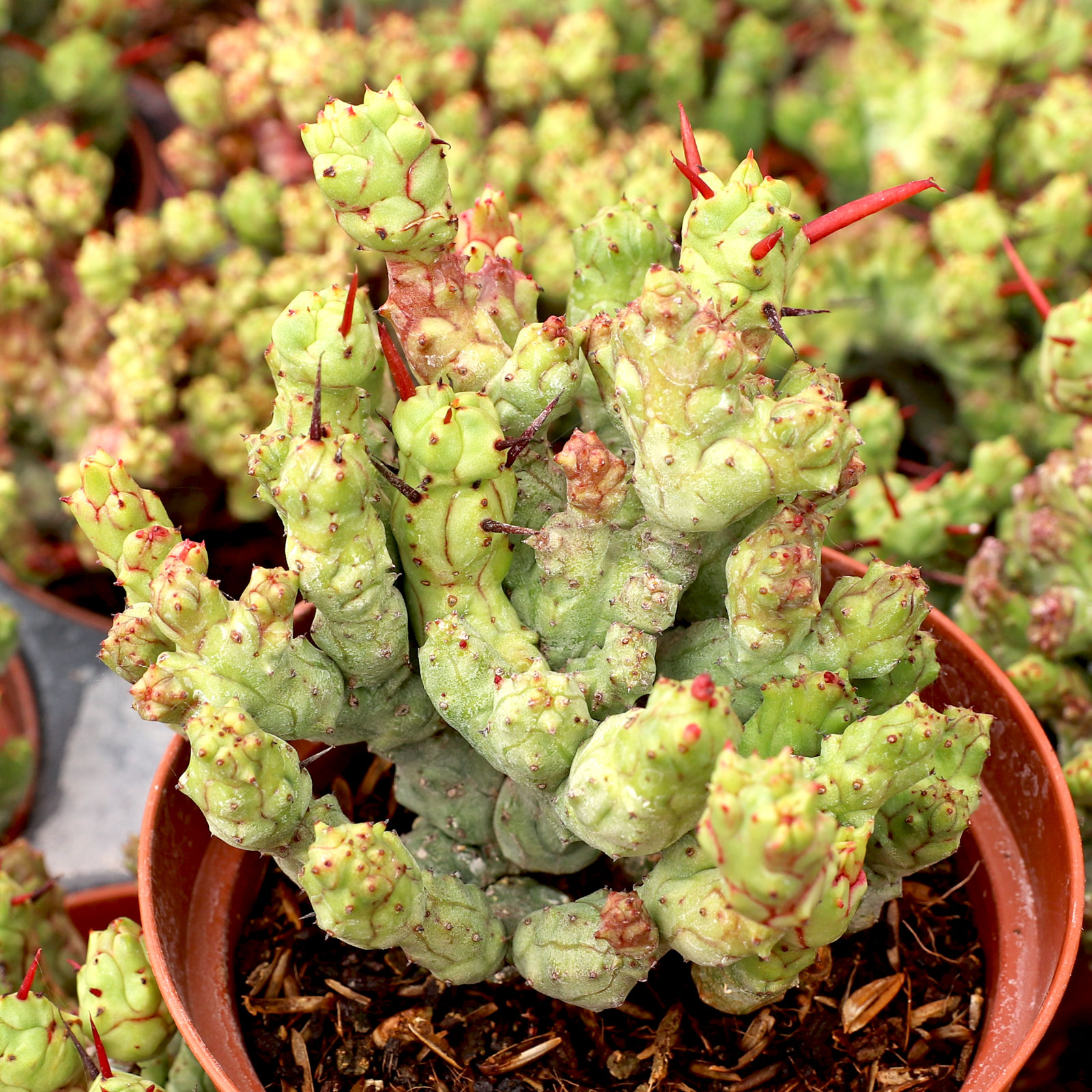 Euphorbia enopla f. monstrosa [large] Questions & Answers