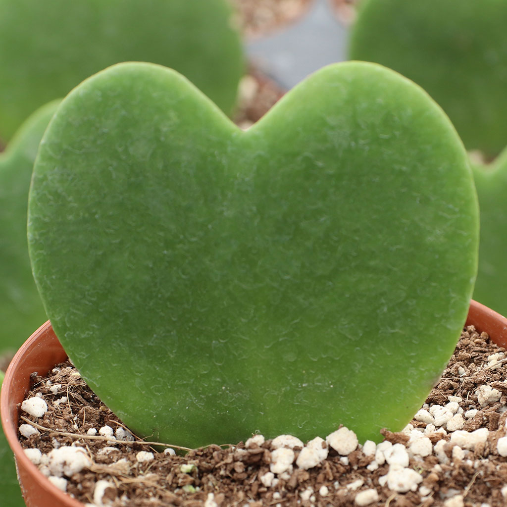 Do you have the sweetheart Hoyas plant?